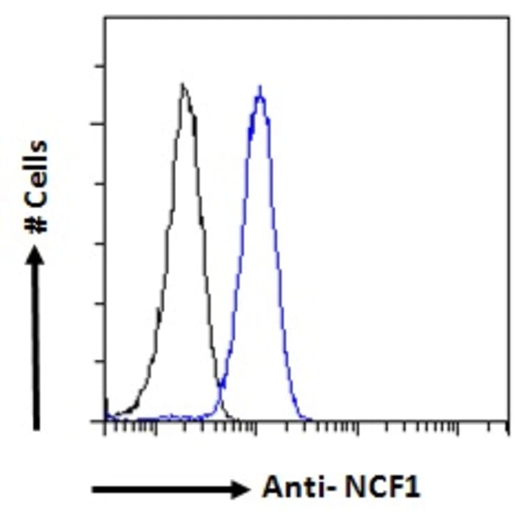Flow Cytometry - Anti-NCF1/p47-phox Antibody (A83765) - Antibodies.com