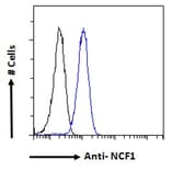 Flow Cytometry - Anti-NCF1/p47-phox Antibody (A83765) - Antibodies.com
