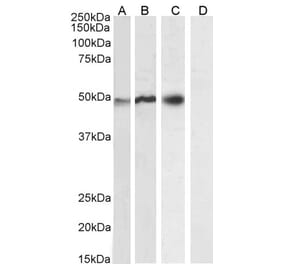Western Blot - Anti-NCF1 Antibody (A83765)