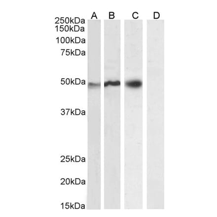 Western Blot - Anti-NCF1 Antibody (A83765)