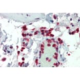 Immunohistochemistry - Anti-NCF1/p47-phox Antibody (A83765) - Antibodies.com