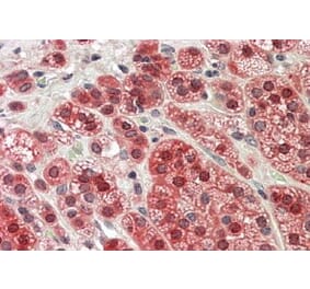 Immunohistochemistry - Anti-MTR Antibody (A83766) - Antibodies.com