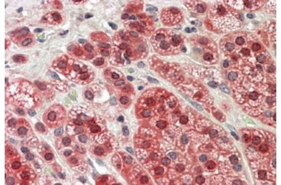 Immunohistochemistry - Anti-MTR Antibody (A83766) - Antibodies.com