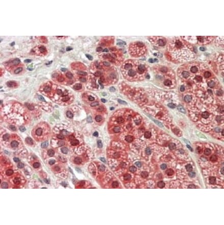 Immunohistochemistry - Anti-MTR Antibody (A83766) - Antibodies.com