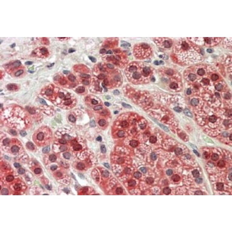 Immunohistochemistry - Anti-MTR Antibody (A83766) - Antibodies.com
