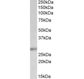 Western Blot - Anti-p27 KIP 1 Antibody (A83767) - Antibodies.com