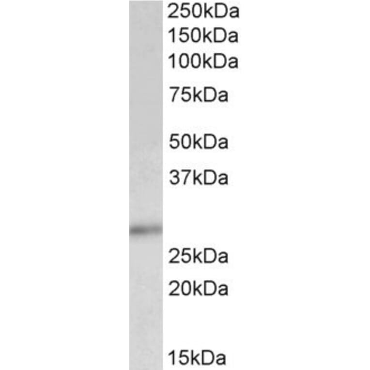Western Blot - Anti-p27 KIP 1 Antibody (A83767) - Antibodies.com