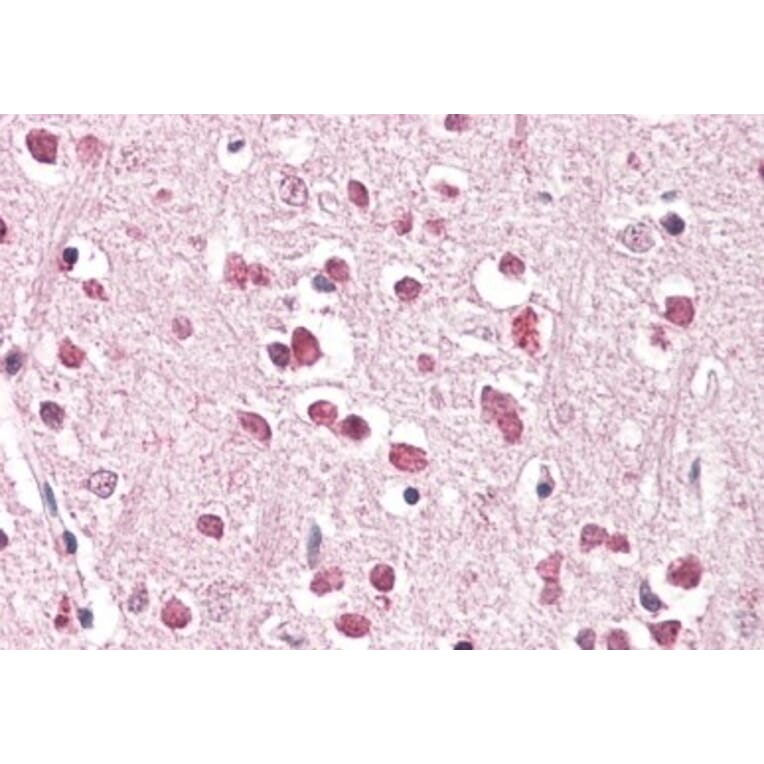 Immunohistochemistry - Anti-XAB2 Antibody (A83768) - Antibodies.com