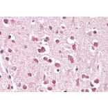 Immunohistochemistry - Anti-XAB2 Antibody (A83768) - Antibodies.com