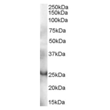 Western Blot - Anti-GRAP Antibody (A83771) - Antibodies.com