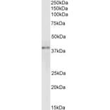 Western Blot - Anti-GRAP2 Antibody (A83774) - Antibodies.com