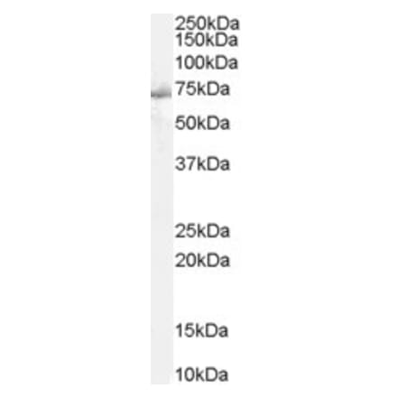 Western Blot - Anti-SHP2 Antibody (A83775) - Antibodies.com