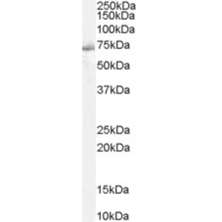 Western Blot - Anti-SHP2 Antibody (A83775) - Antibodies.com