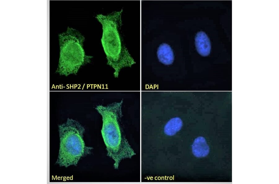 Immunofluorescence - Anti-SHP2 Antibody (A83775) - Antibodies.com