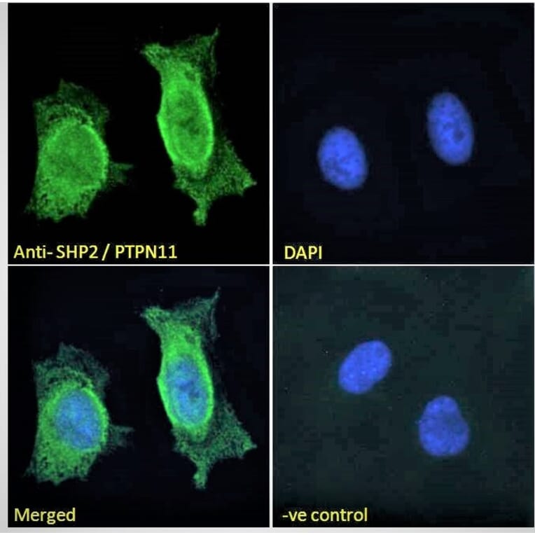 Immunofluorescence - Anti-SHP2 Antibody (A83775) - Antibodies.com