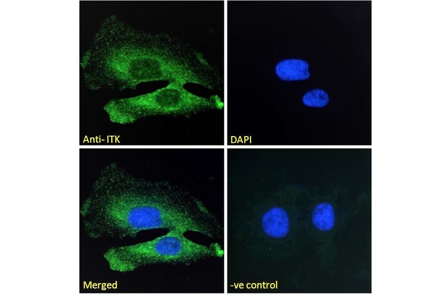 Immunofluorescence - Anti-ITK/EMT Antibody (A83776) - Antibodies.com