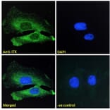 Immunofluorescence - Anti-ITK/EMT Antibody (A83776) - Antibodies.com