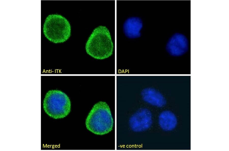 Immunofluorescence - Anti-ITK/EMT Antibody (A83776) - Antibodies.com