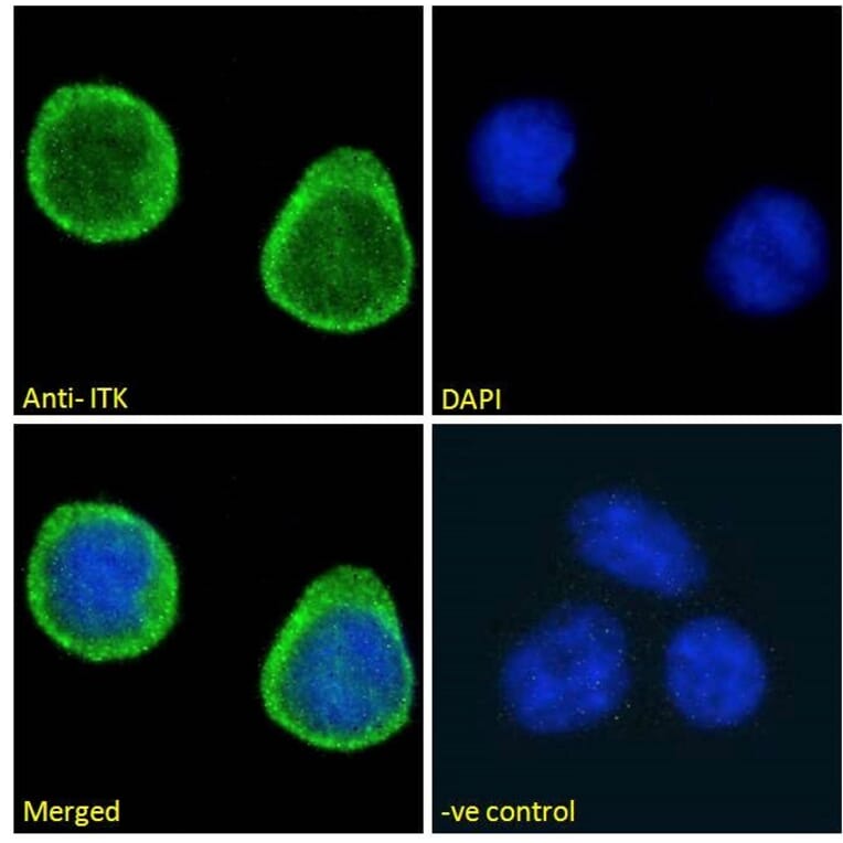 Immunofluorescence - Anti-ITK/EMT Antibody (A83776) - Antibodies.com