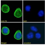 Immunofluorescence - Anti-ITK/EMT Antibody (A83776) - Antibodies.com