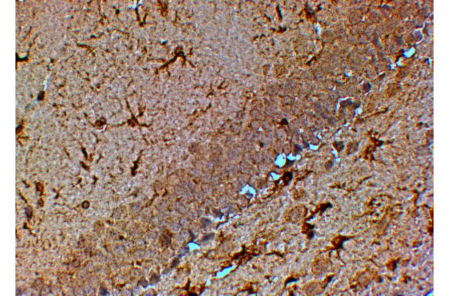 Immunohistochemistry - Anti-TRPM7 Antibody (A83778) - Antibodies.com