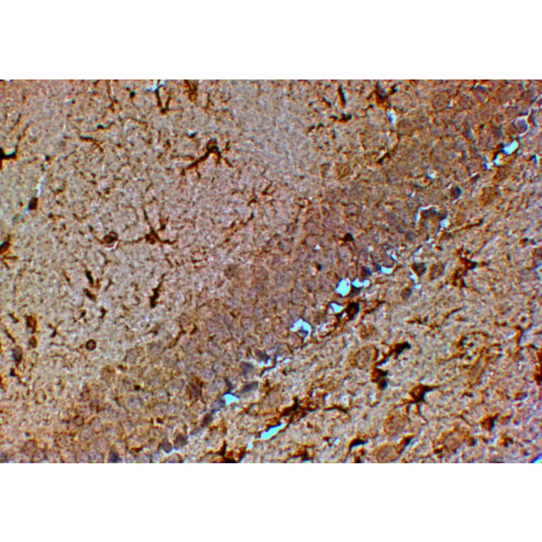 Immunohistochemistry - Anti-TRPM7 Antibody (A83778) - Antibodies.com