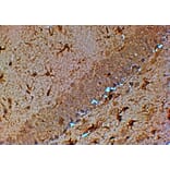 Immunohistochemistry - Anti-TRPM7 Antibody (A83778) - Antibodies.com