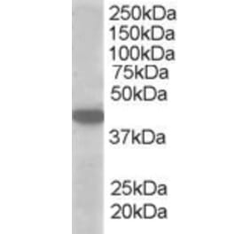 Western Blot - Anti-SLC16A7 Antibody (A83779) - Antibodies.com