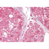 Immunohistochemistry - Anti-MCT2 Antibody (A83779) - Antibodies.com