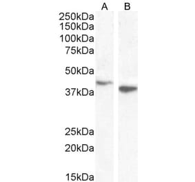 Western Blot - Anti-Bif-1 Antibody (A83782) - Antibodies.com