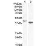 Western Blot - Anti-Bif-1 Antibody (A83782) - Antibodies.com