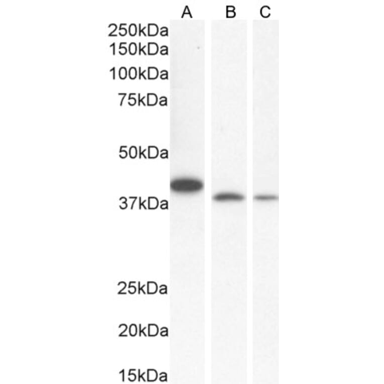 Western Blot - Anti-Bif-1 Antibody (A83782) - Antibodies.com