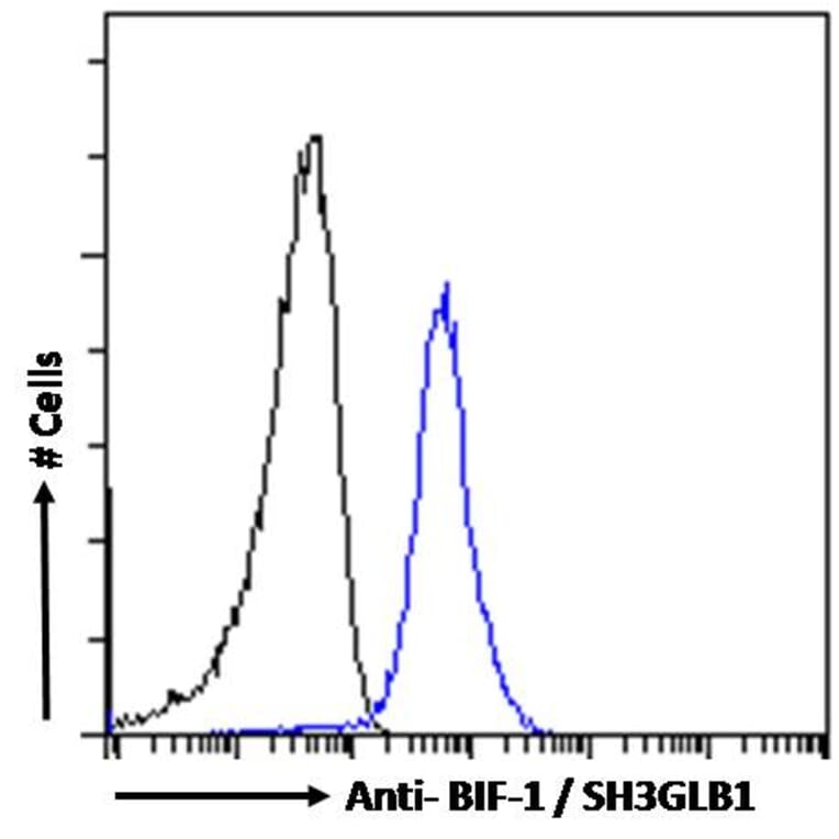 Flow Cytometry - Anti-Bif-1 Antibody (A83782) - Antibodies.com