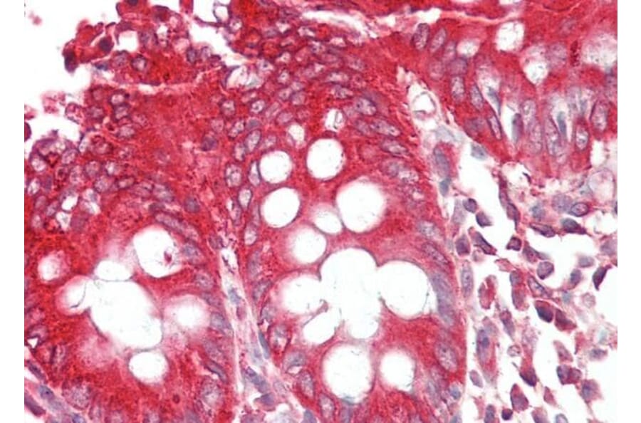 Immunohistochemistry - Anti-Bif-1 Antibody (A83782) - Antibodies.com