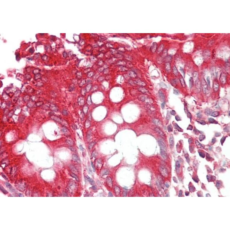 Immunohistochemistry - Anti-Bif-1 Antibody (A83782) - Antibodies.com