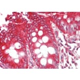 Immunohistochemistry - Anti-Bif-1 Antibody (A83782) - Antibodies.com