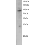 Western Blot - Anti-PRAM1 Antibody (A83783) - Antibodies.com