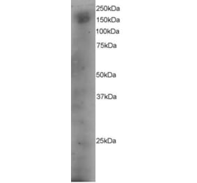 Western Blot - Anti-DOCK180 Antibody (A83785) - Antibodies.com