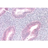 Immunohistochemistry - Anti-MTM1 Antibody (A83787) - Antibodies.com