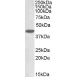 Western Blot - Anti-MKP-1 Antibody (A83788) - Antibodies.com