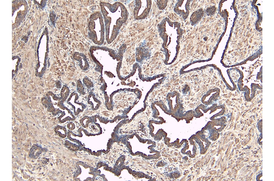 Immunohistochemistry - Anti-MKP-1 Antibody (A83788) - Antibodies.com
