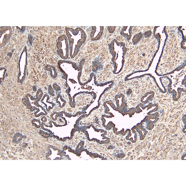 Immunohistochemistry - Anti-MKP-1 Antibody (A83788) - Antibodies.com