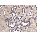 Immunohistochemistry - Anti-MKP-1 Antibody (A83788) - Antibodies.com