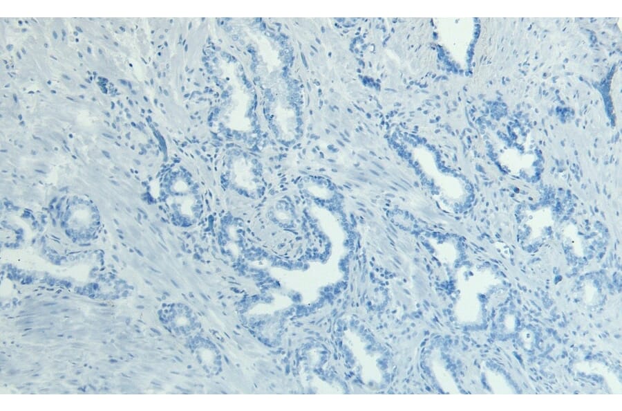 Immunohistochemistry - Anti-MKP-1 Antibody (A83788) - Antibodies.com