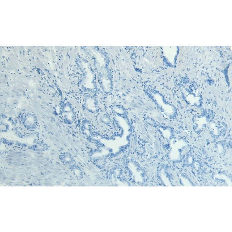 Immunohistochemistry - Anti-MKP-1 Antibody (A83788) - Antibodies.com