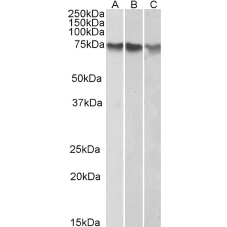Western Blot - Anti-ATF2 Antibody (A83789) - Antibodies.com