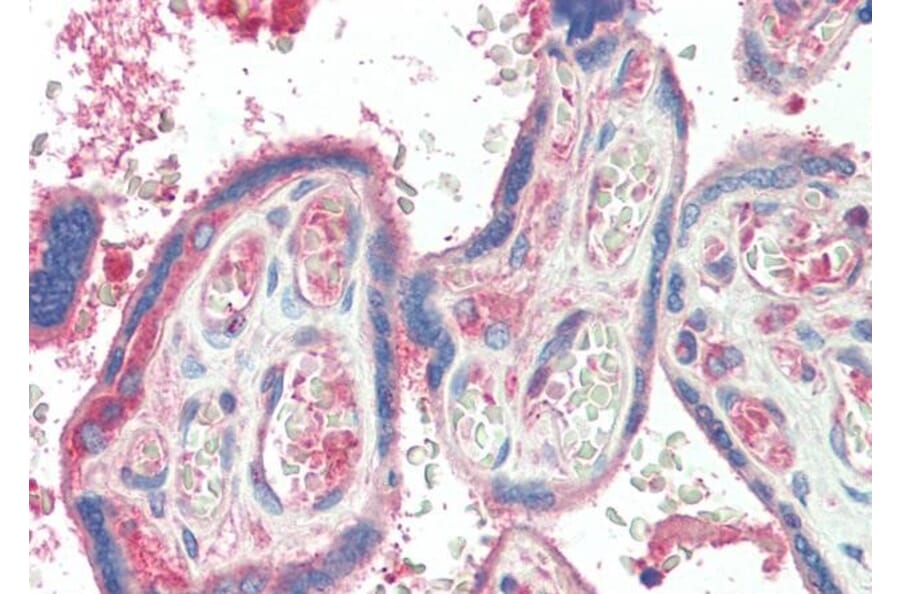 Immunohistochemistry - Anti-TXK/RLK Antibody (A83791) - Antibodies.com