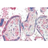Immunohistochemistry - Anti-TXK/RLK Antibody (A83791) - Antibodies.com