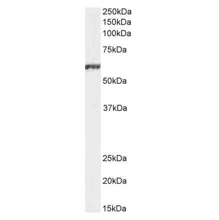 Western Blot - Anti-NFIL3 Antibody (A83792) - Antibodies.com