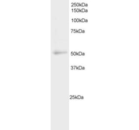 Western Blot - Anti-NFIL3 Antibody (A83792) - Antibodies.com